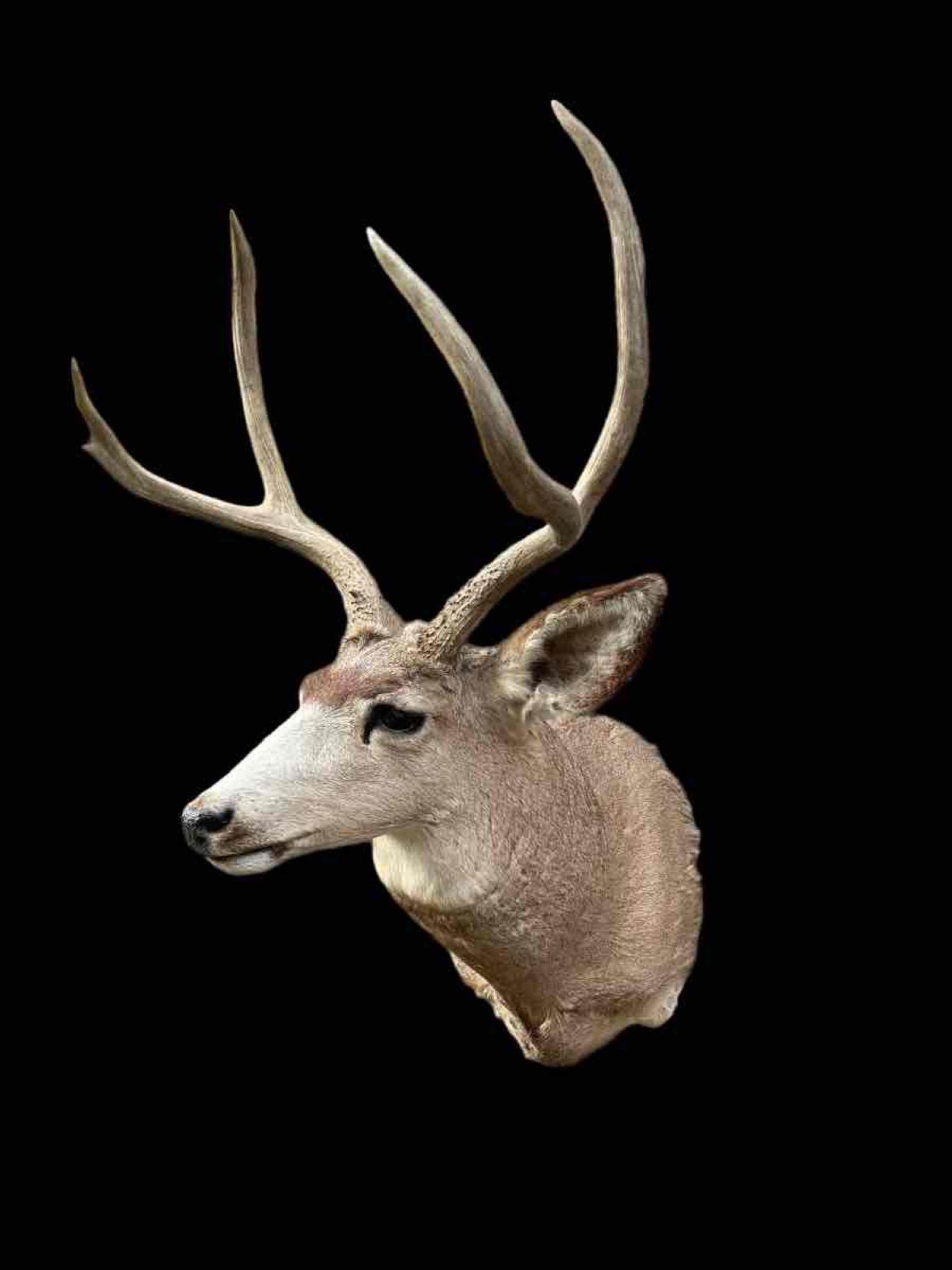 Mule deer shoulder Mt (1 of 3)