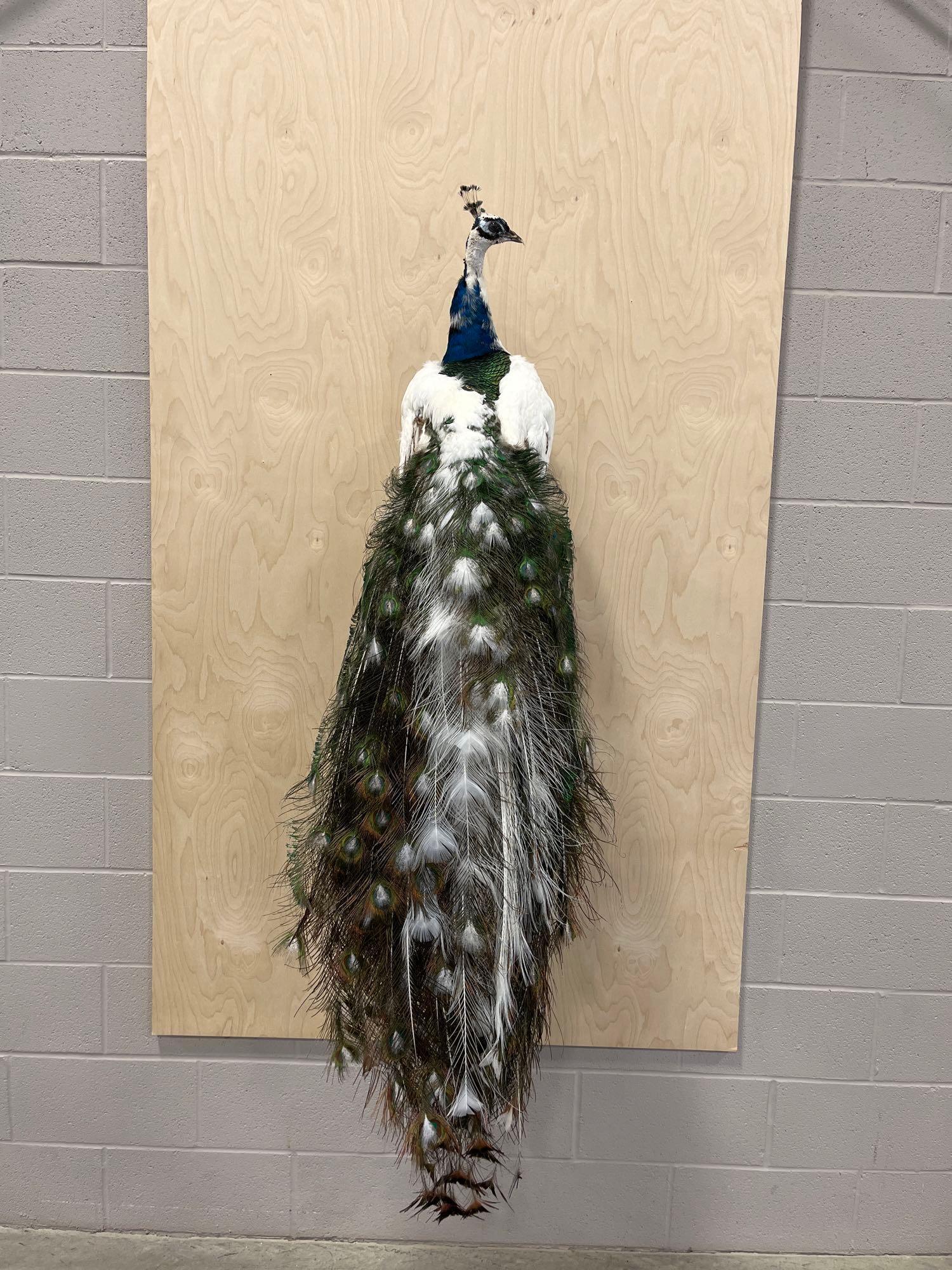 white eyed pied peacock (1 of 3)