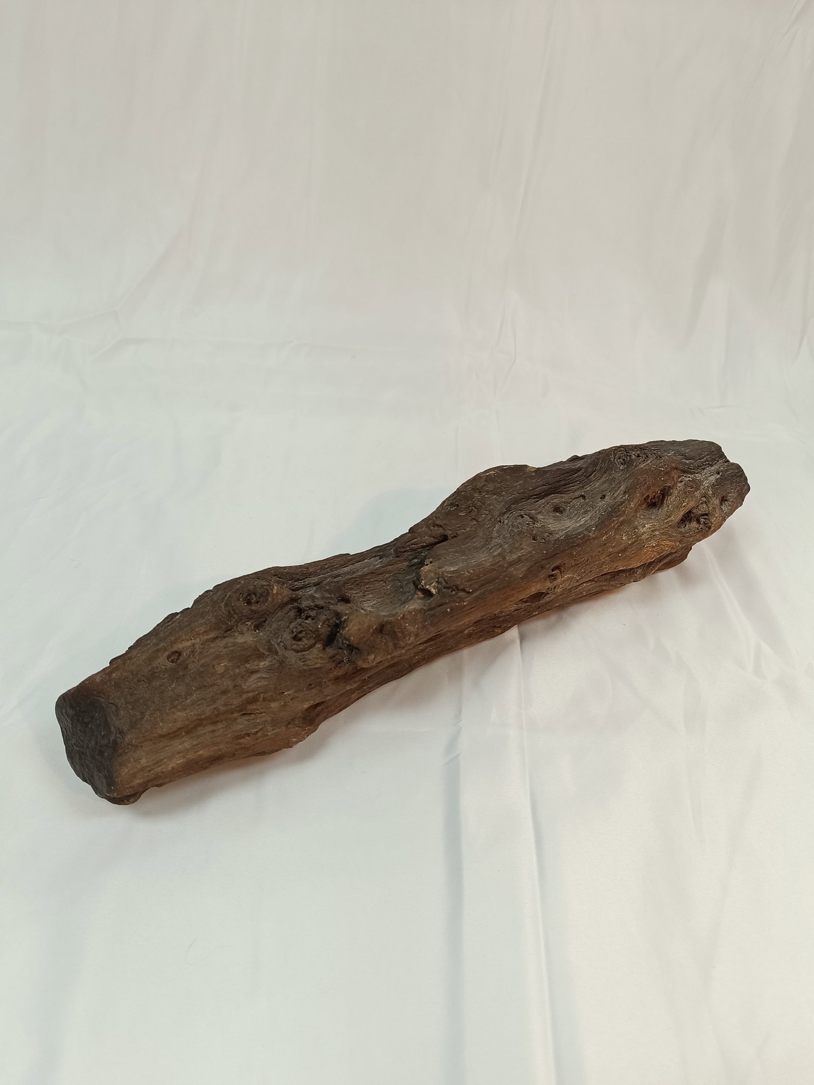 Petrified wood: Petrified Wood Reddish-brown segment of a petrified tree trunk in natural form. Rare geological collector's item. Versteinertes Holz Rotbraunes Segment eines versteinerten Baumstammes in natürlic