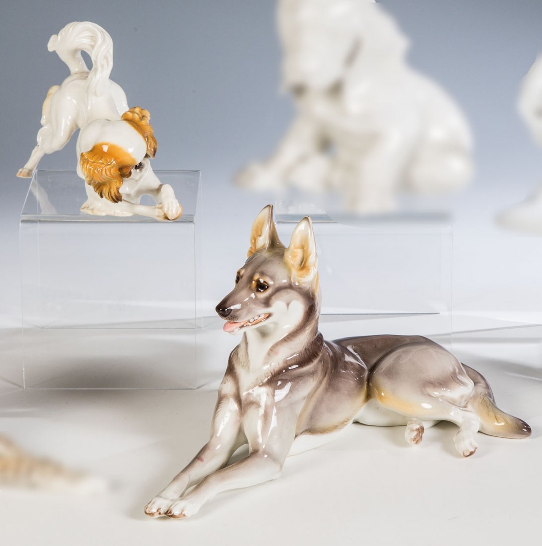 Junger Japan-Chin mit einem Ball spielend und liegender (1 of 1)