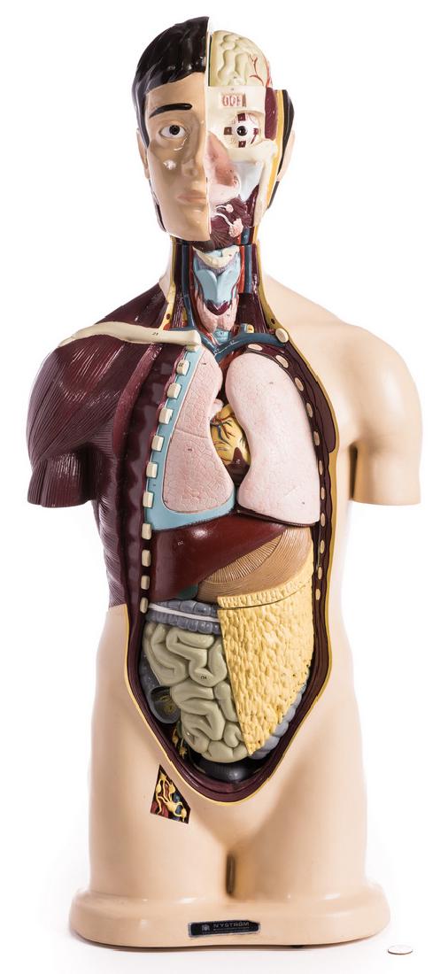 Nystrom Anatomical Torso Model: Nystrom painted molded plastic anatomical torso with cut-away views of muscles and removable internal organs. Label sticker reading "Nystrom/Division of Carnation Company/3333 Elston Avenue-Chicago, I