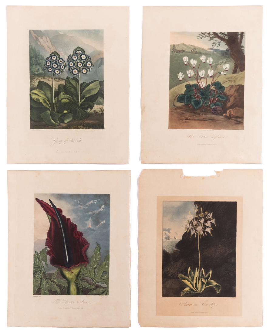 4 Temple of Flora Engravings, R.J. Thorton, 1812 (1 of 5)