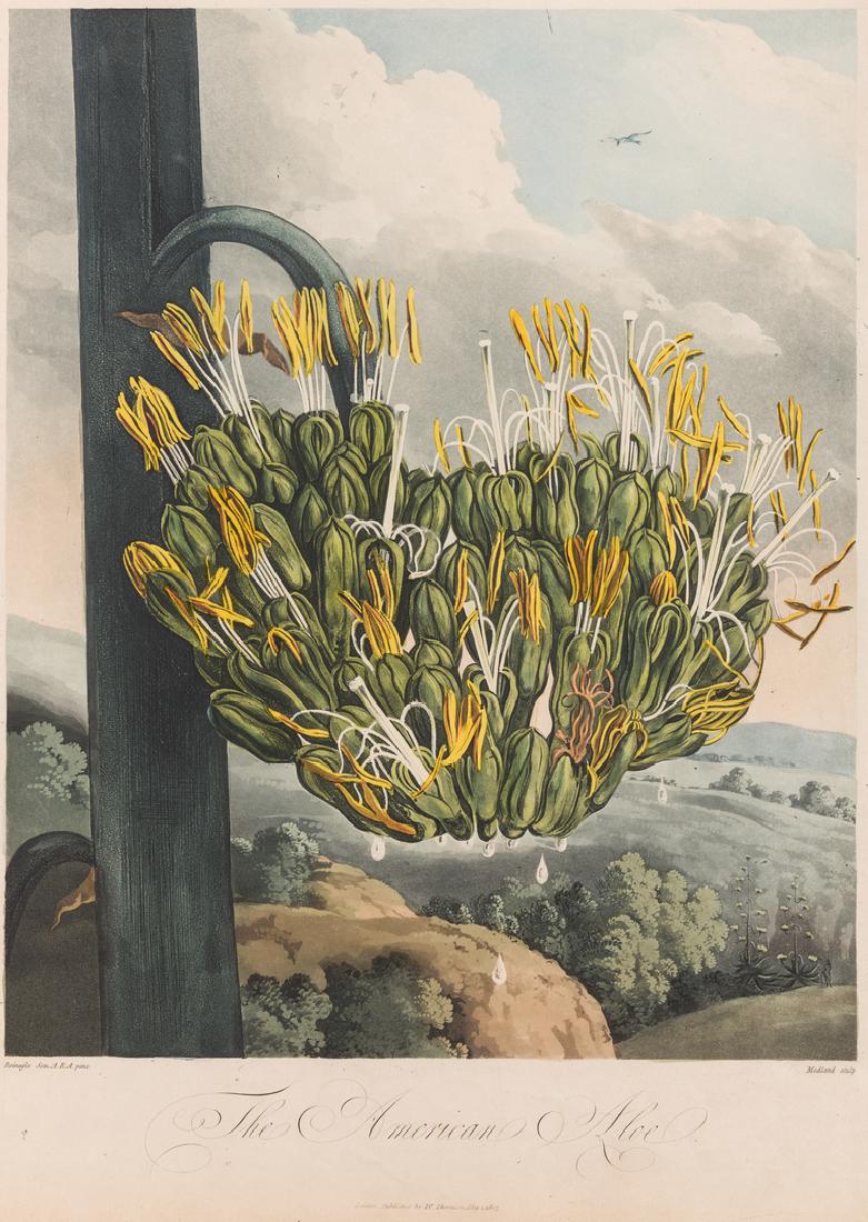 Large Thornton-American Aloe (1 of 4)