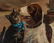 American School, O/C, Cat and Dog Painting - 8