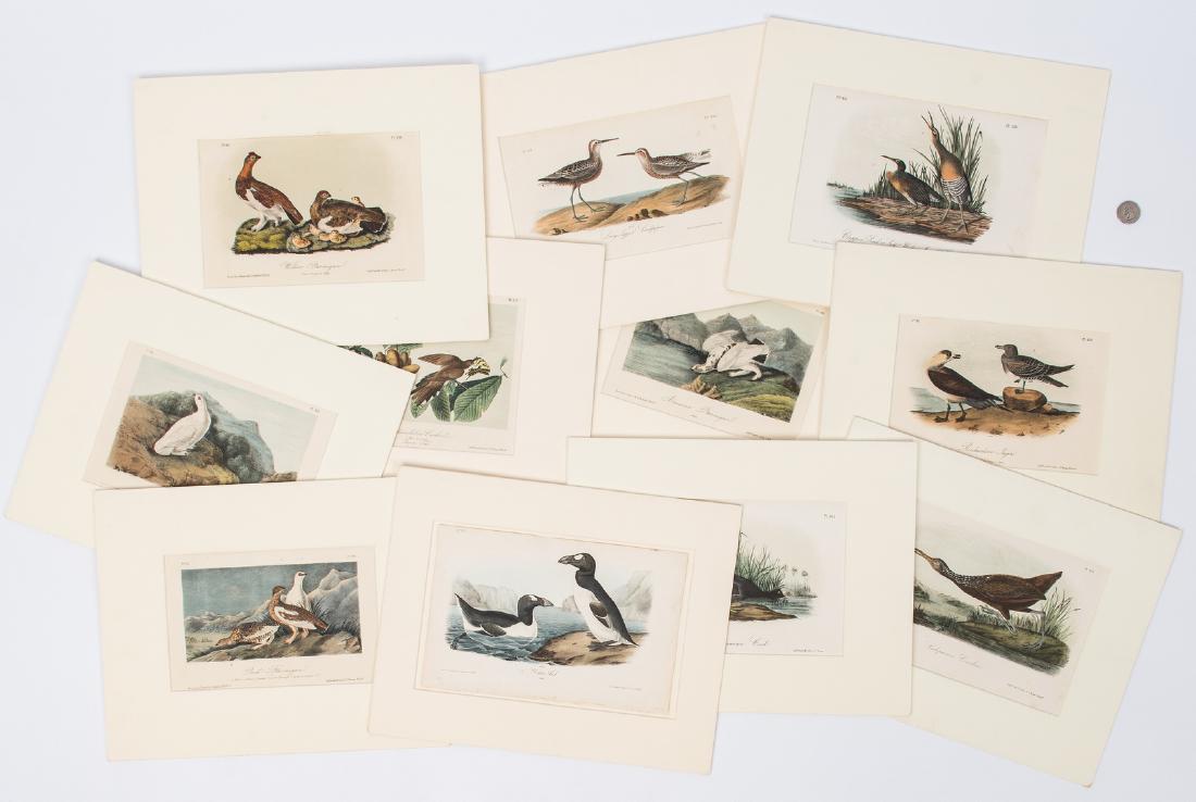 11 After Audubon Octavo Prints: Eleven (11) after John James Audubon (American, 1785-1851) hand-colored chromolithograph prints from the Royal Octavo edition of "The Birds of North America", lithographed, printed, and colored by J. 