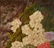 George Clare O/C Floral Still Life - 5