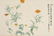 Japanese Watercolor Book plus Scroll - 10