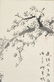 Japanese Watercolor Book plus Scroll - 15