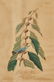 J. Audubon, Blue-Green Warbler, Havell Edition
