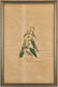 J. Audubon, Blue-Green Warbler, Havell Edition - 2