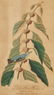 J. Audubon, Blue-Green Warbler, Havell Edition - 3