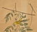 J. Audubon, Yellow-Poll Warbler, Havell Edition - 3