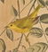 J. Audubon, Yellow-Poll Warbler, Havell Edition - 4