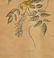 J. Audubon, Yellow-Poll Warbler, Havell Edition - 5