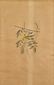 J. Audubon, Yellow-Poll Warbler, Havell Edition - 7