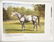 6 Horse Prints + 2 Horse Books, 8 items - 6