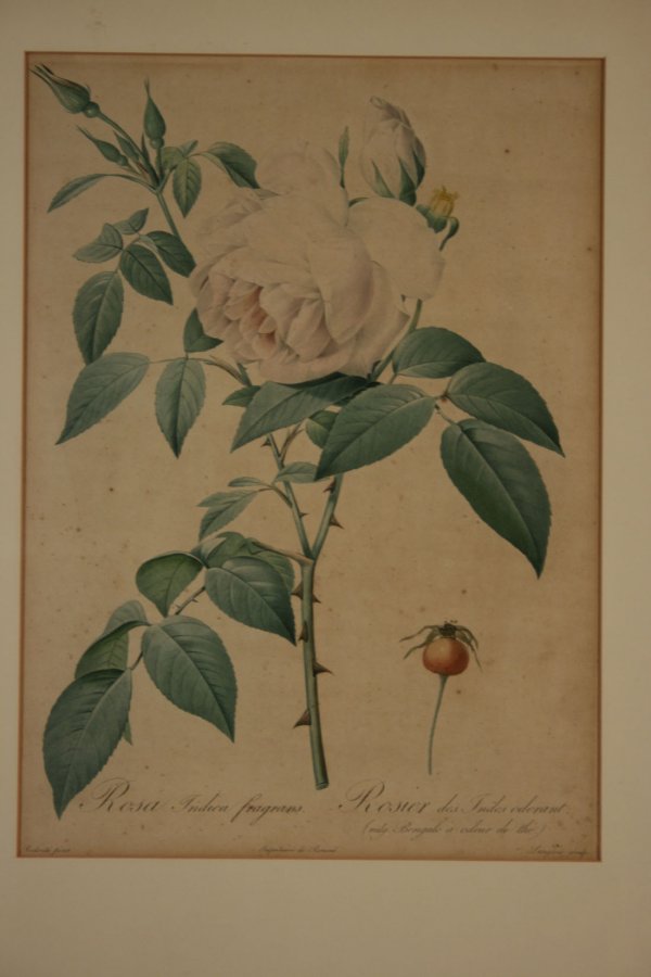 Seven (7) Floral prints - 3