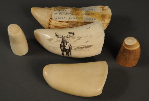 Assorted Alaskan carved ivory and bone: Lot of five assorted carved teeth and ivory tusks. 1st item - Sperm whale tooth found in 1954 in Sanderjord, Norway. 5 7/8" Length. 2nd item - Ivory tusk with carved decoration of moose, signed "Wm. G