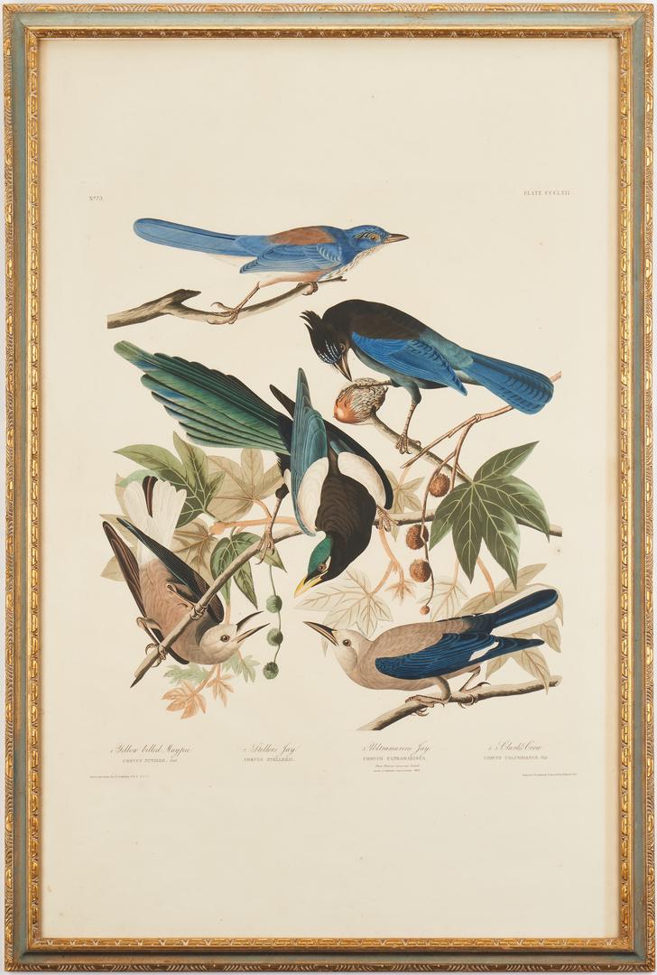 J. Audubon Havell Ed. Yellow-billed Magpie, Stellers (1 of 14)