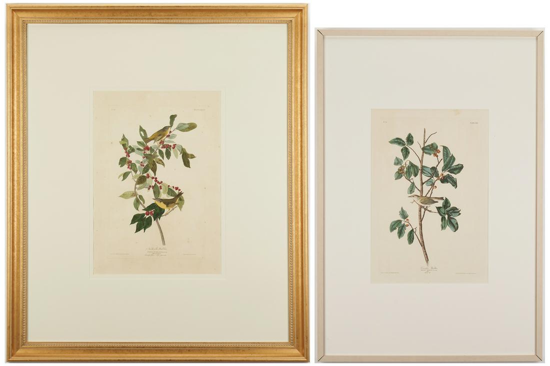 Audubon Havell Ed. Nashville and TN Warblers, Exhibited (1 of 20)