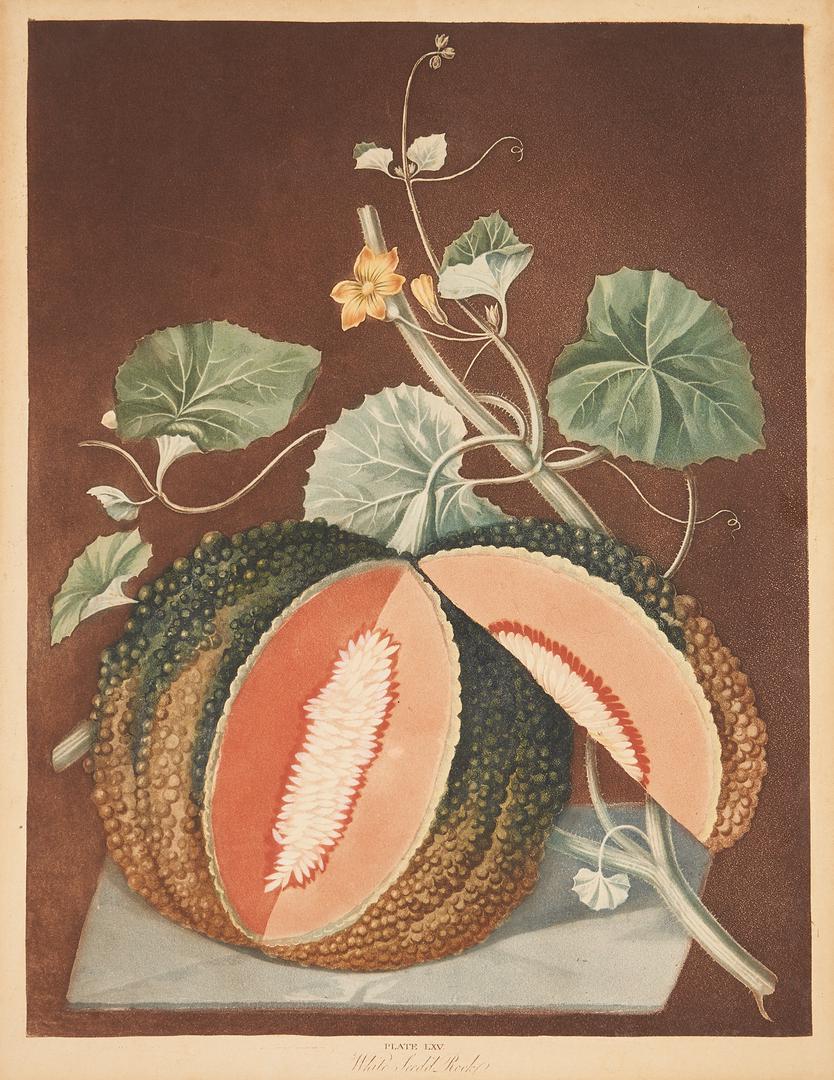 George Brookshaw White Seed'd Rock Melon Print: George Brookshaw (United Kingdom, 1751-1823) hand-colored aquatint and engraving titled "White Seed'd Rock" depicting a tabletop still life scene with a dissected melon. Plate #LXV from the book 'Pomo