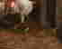 item-112404870=7