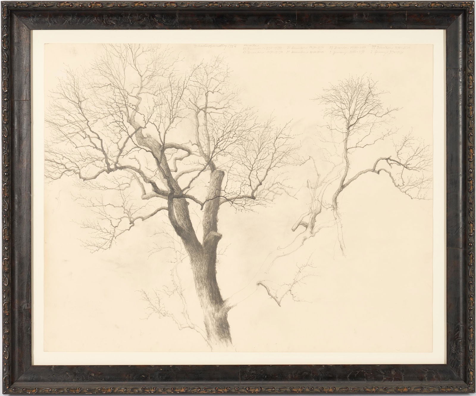 Charles Brindley Graphite Drawing, Study of a Tree (1 of 7)