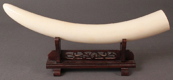 Ivory Tusk on stand: Polished uncarved elephant or walrus ivory tusk, signed on end, convex form, on wooden stand. Overall excellent condition, nice old patina with age cracks on end. 14" Length. Early 20th century.