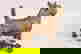 item-7912329=7