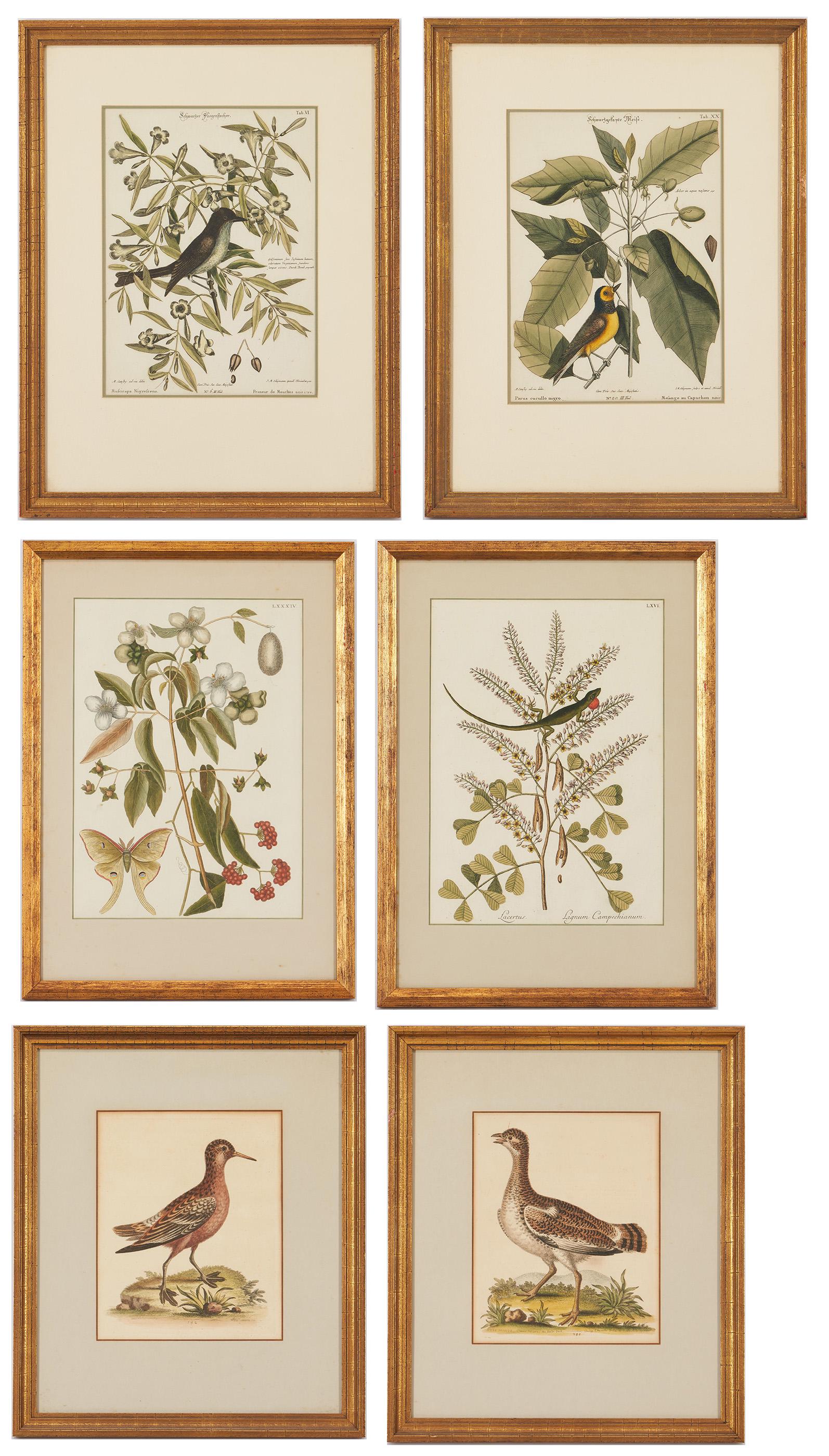 6 Flora and Fauna Prints, incl. M. Catesby, G. Edwards (1 of 20)