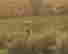 item-119656049=3