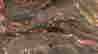 item-119654393=19