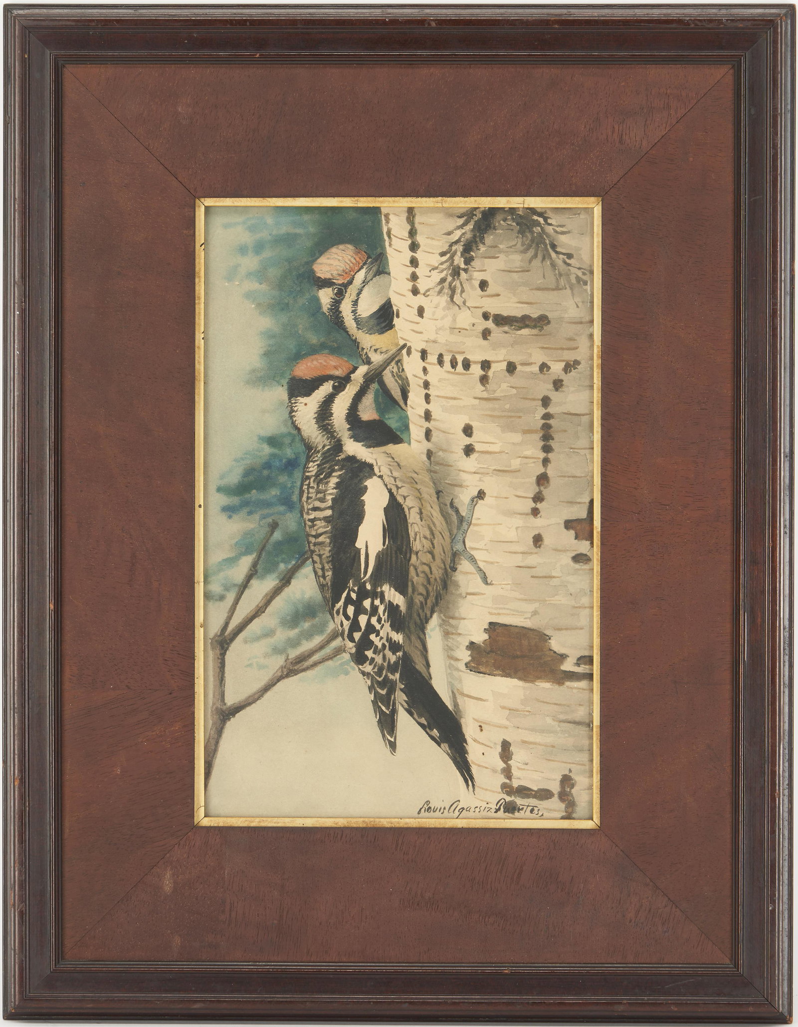 Louis Fuertes Watercolor Painting, Woodpeckers (1 of 14)