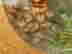 item-135643345=7