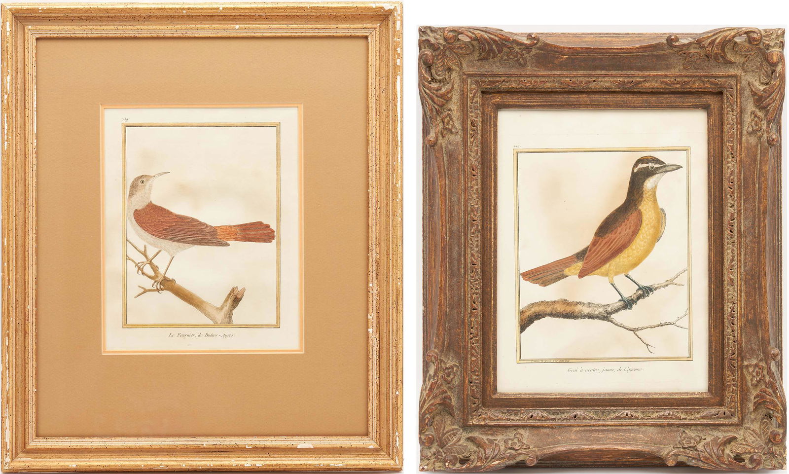 2 Francois-Nicolas Martinet Bird Engravings (1 of 13)
