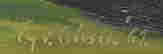 item-135643787=13