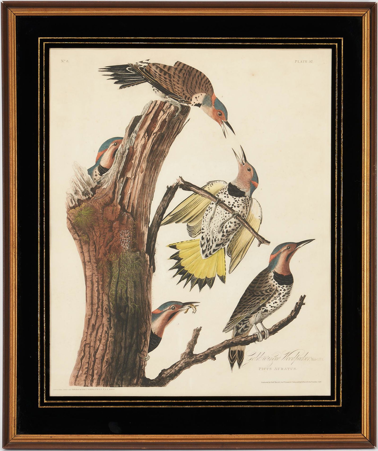 Audubon Birds of America Gold-Winged Woodpecker Print, Havell Edition (1 of 14)