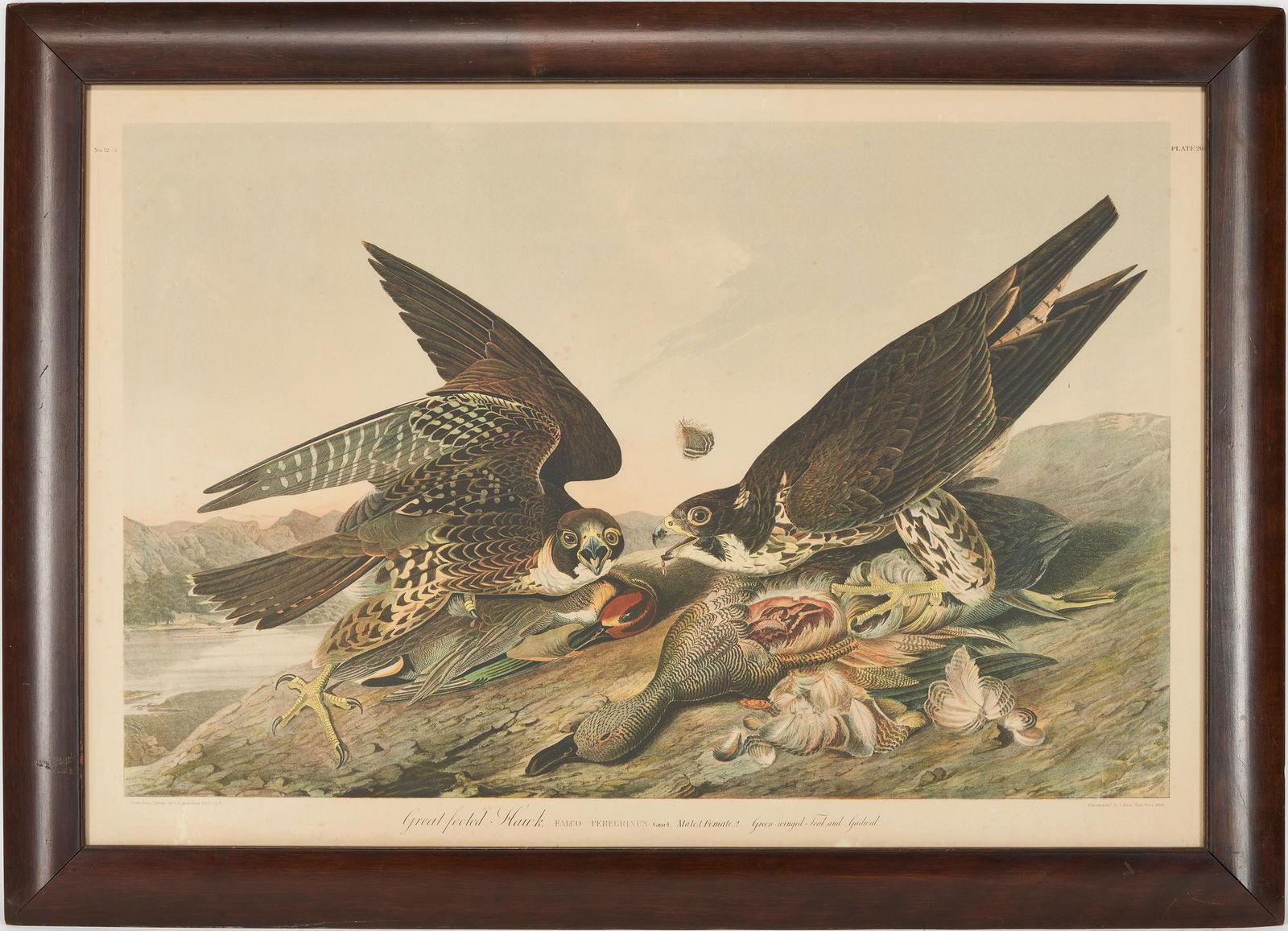 Audubon Great-Footed Hawk from Birds of America, Bien Edition (1 of 13)