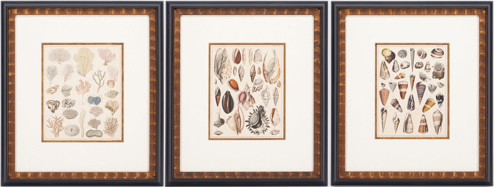 Lorenz Oken German Natural History Lithographs, Shells & Corals (1 of 20)