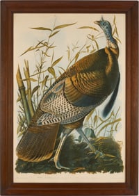 Audubon Wild Turkey from Birds of America, Bien Edition