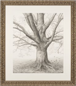 Charles Brindley Tree Portrait, "Beech Tree at Beechlawn"