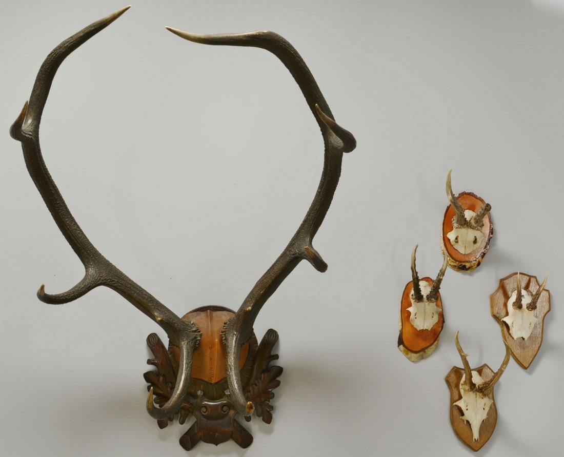 Large Elk antlers and 4 Roebuck Antlers: Large elk antler with 8 points mounted on carved black forest leaf motif wooden plaque (plaque: 12-1/2" x 12", antlers: 27" W) together with four roebuck antlers (including top portion 