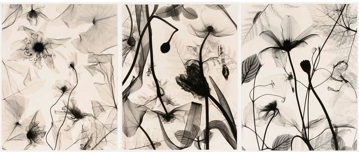 3 Judith McMillan X-Ray Photograms: Three (3) Judith K. McMillan (American, b. 1945) x-ray photograms, titled Floral #1, Floral #2, and Floral #4. Each depicts x-ray images of various flowers and insects. Title and artist name en verso