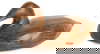 item-208191144=1