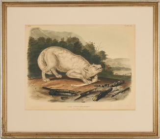 Audubon White American Wolf from Quadrupeds of North America, Bowen Edition