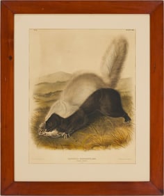 Audubon Texan Skunk from Quadrupeds of North America, Bowen Edition