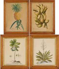 4 Georg Ehret Botanical Prints from Trew's Plantae Selectae, Incl. Pineapple & Banana