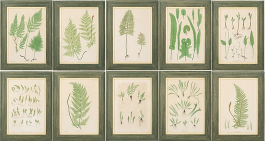 10 Framed English Fern Prints by Bradbury & Evans