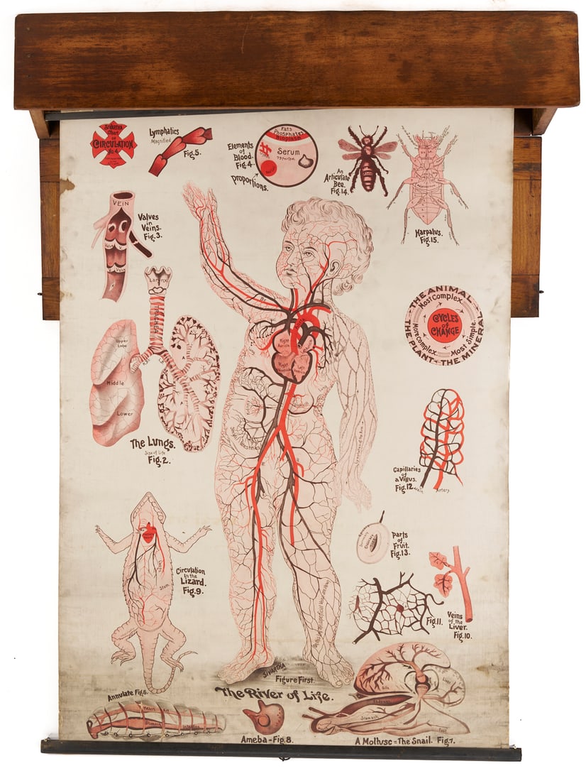 5 Anatomy or Science Charts in Oak Case: Set of five (5) antique Anatomy and Medical pull-down poster charts in an oak map case for school or classroom use by Thomas Kane and Co. Includes 4 anatomical illustration charts and 1