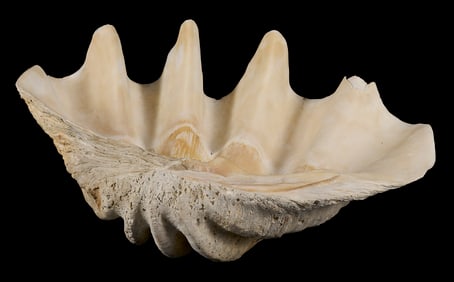 Giant South Pacific Natural Clam Shell w/ Stand